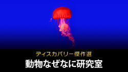 ディスカバリー傑作選 動物なぜなに研究室
