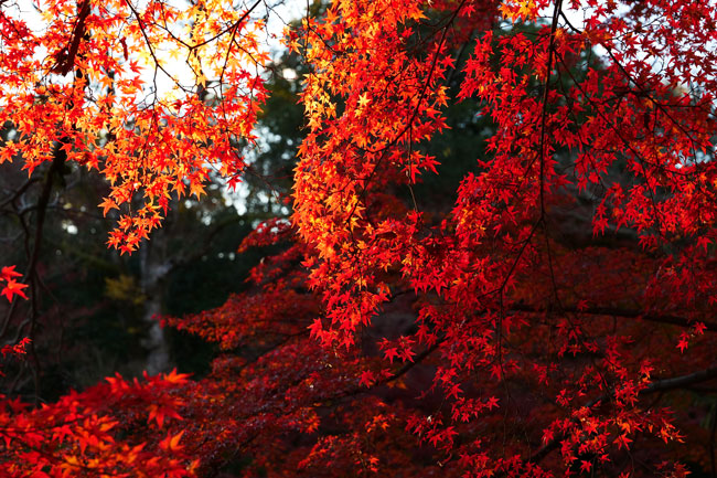 京都府立植物園